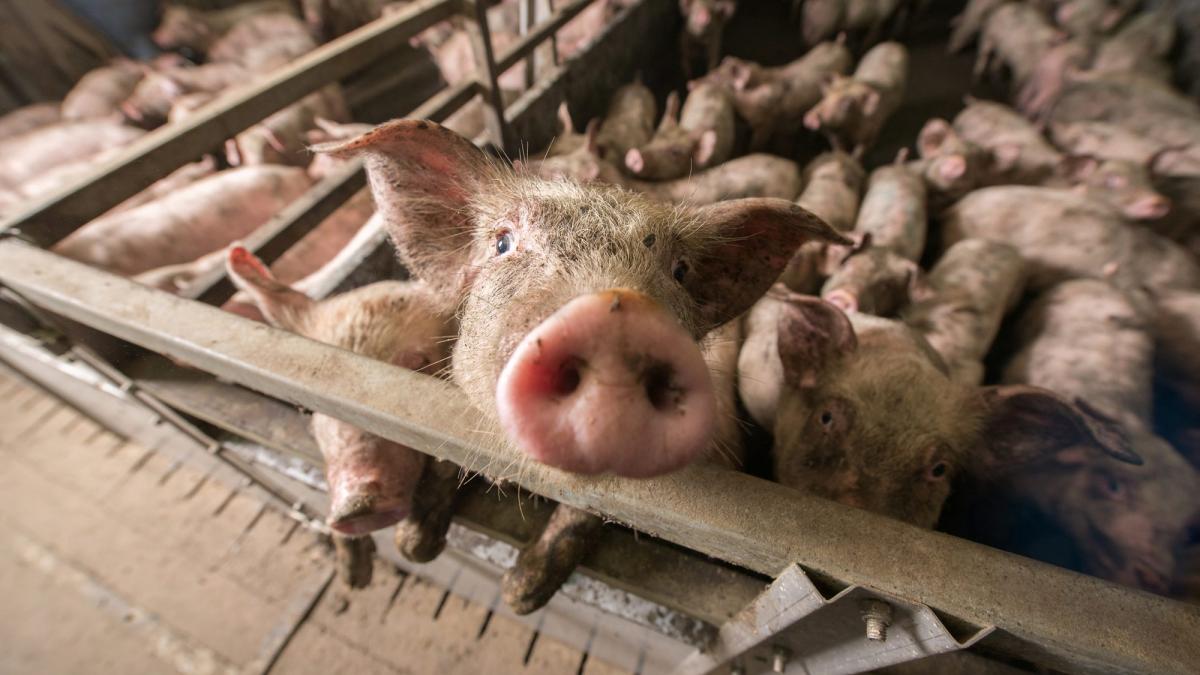 Transport ilegal de porci, interceptat de Poliție