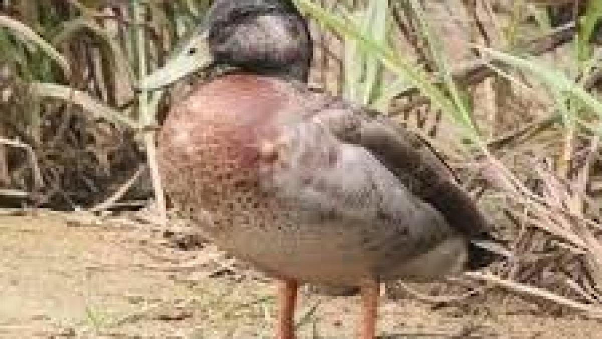 Cel mai singuratic răţoi din lume a murit pe o insulă din Pacific 