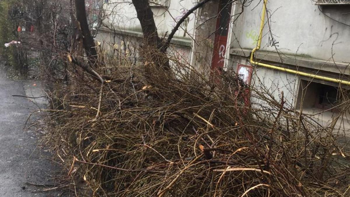 „Operaţiunea creanga”, după fenomenul copacilor de sticlă