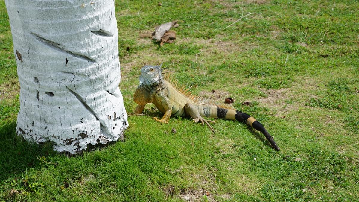 Autorităţile din Insulele Cayman, în lupta cu iguanele