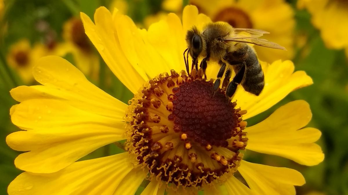 Insectele, ameninţate de extincţie