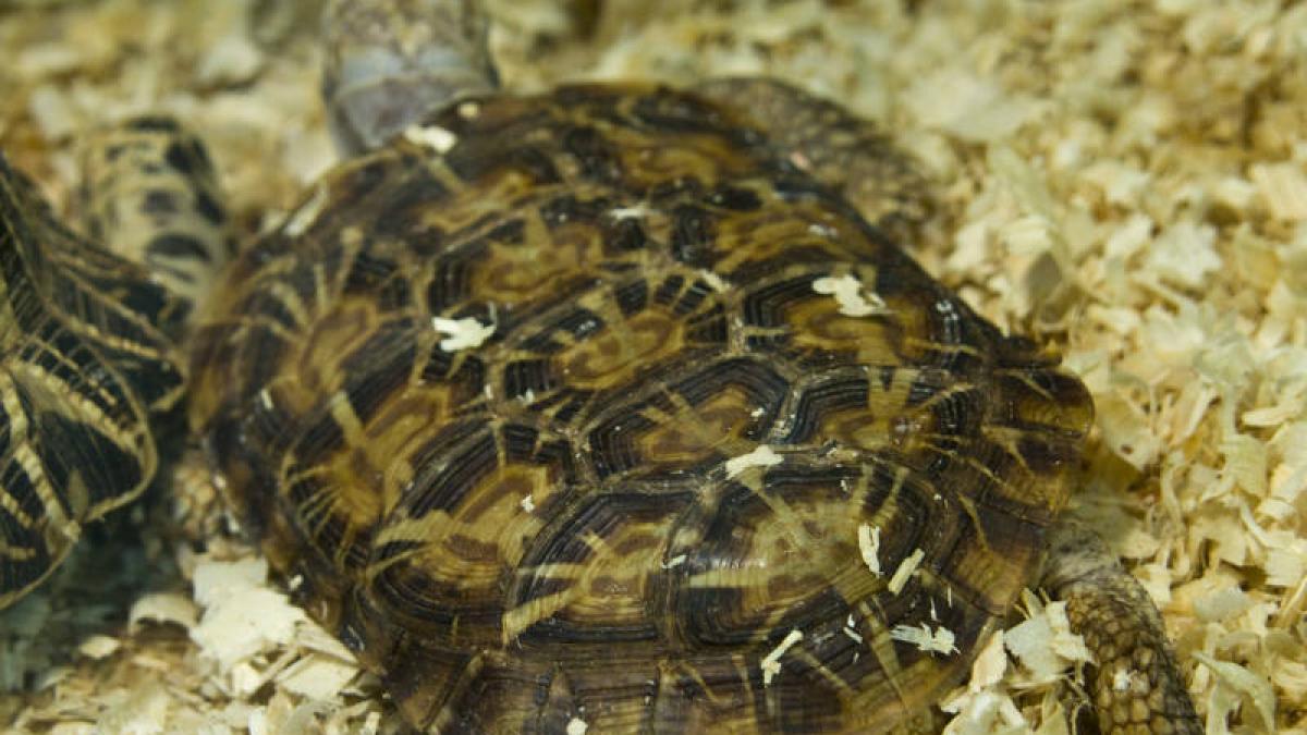 O specie de broască ţestoasă descoperită recent este pe cale de dispariţie