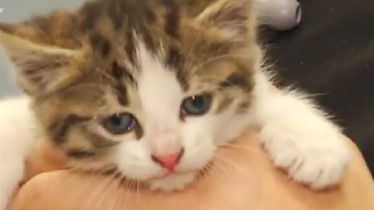 Program de sterilizare gratuită în Bucureşti a câinilor şi pisicilor fără pedigree