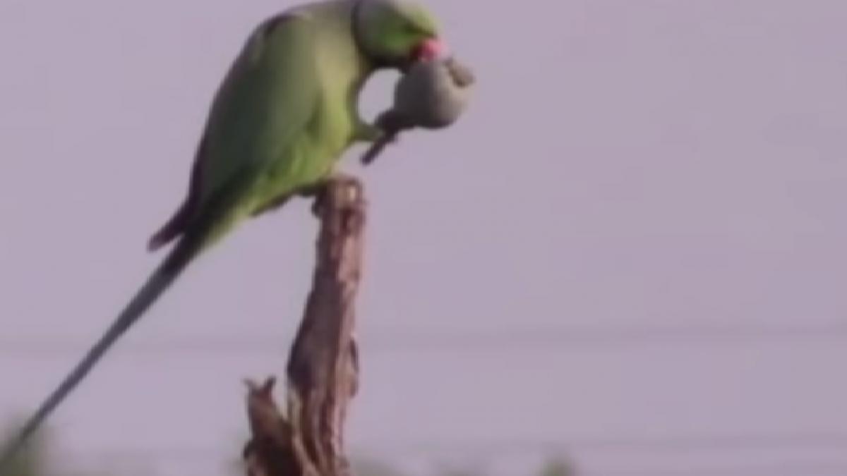VIDEO. Culturile de mac din India, distruse de papagali dependenți de opiu