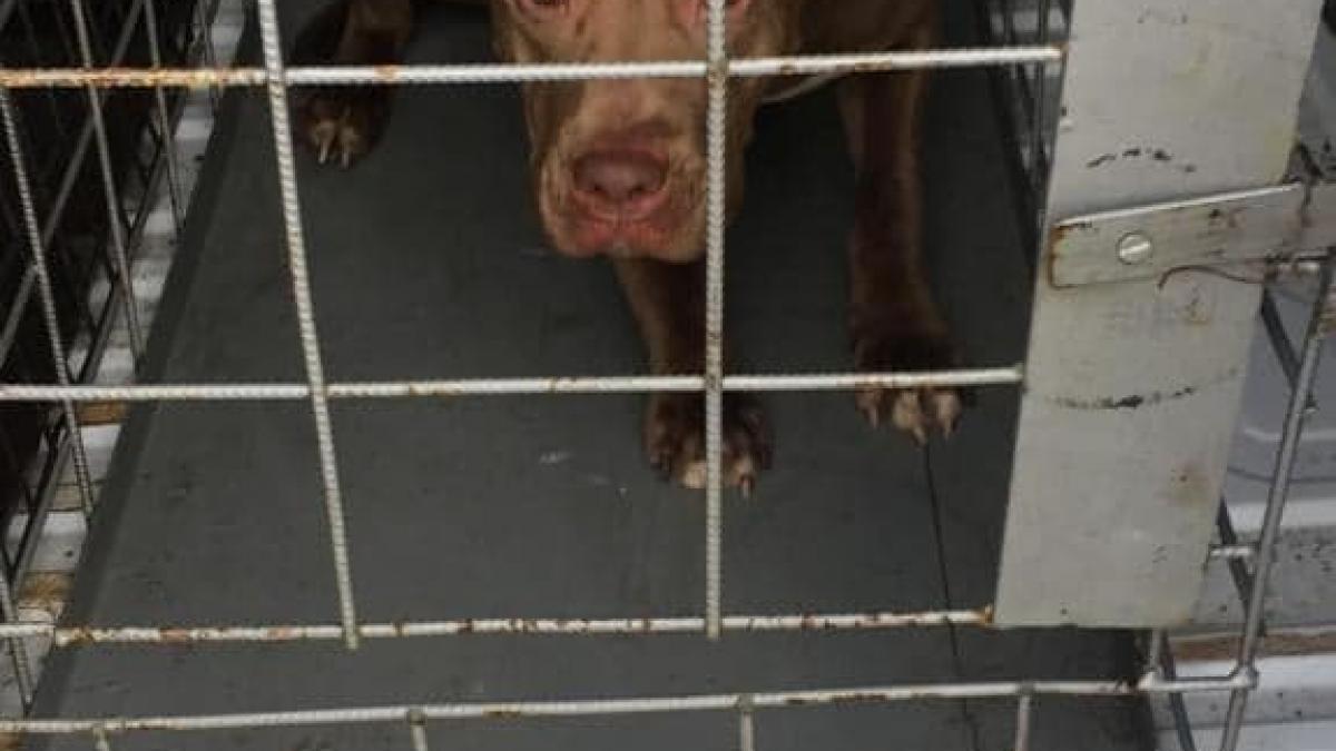 Poliția Animalelor din cadrul Politiei Locale a Municipiului Bucuresti a dat prima sanctiune pentru abandon canin