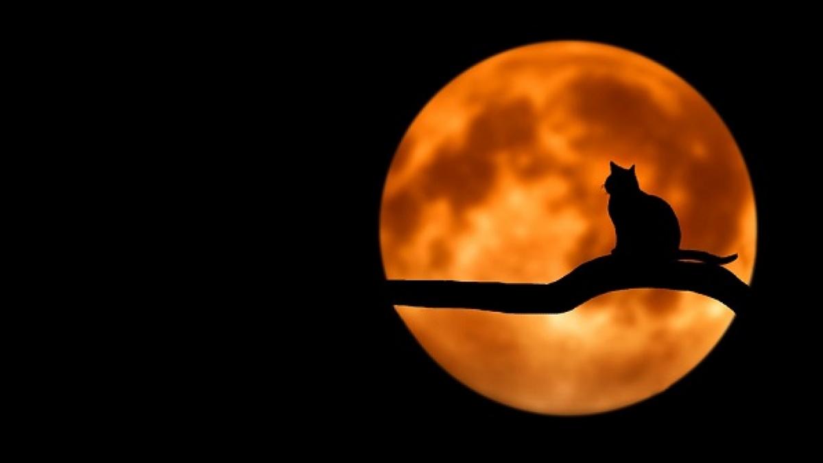 Glosar popular de vise: PISICI