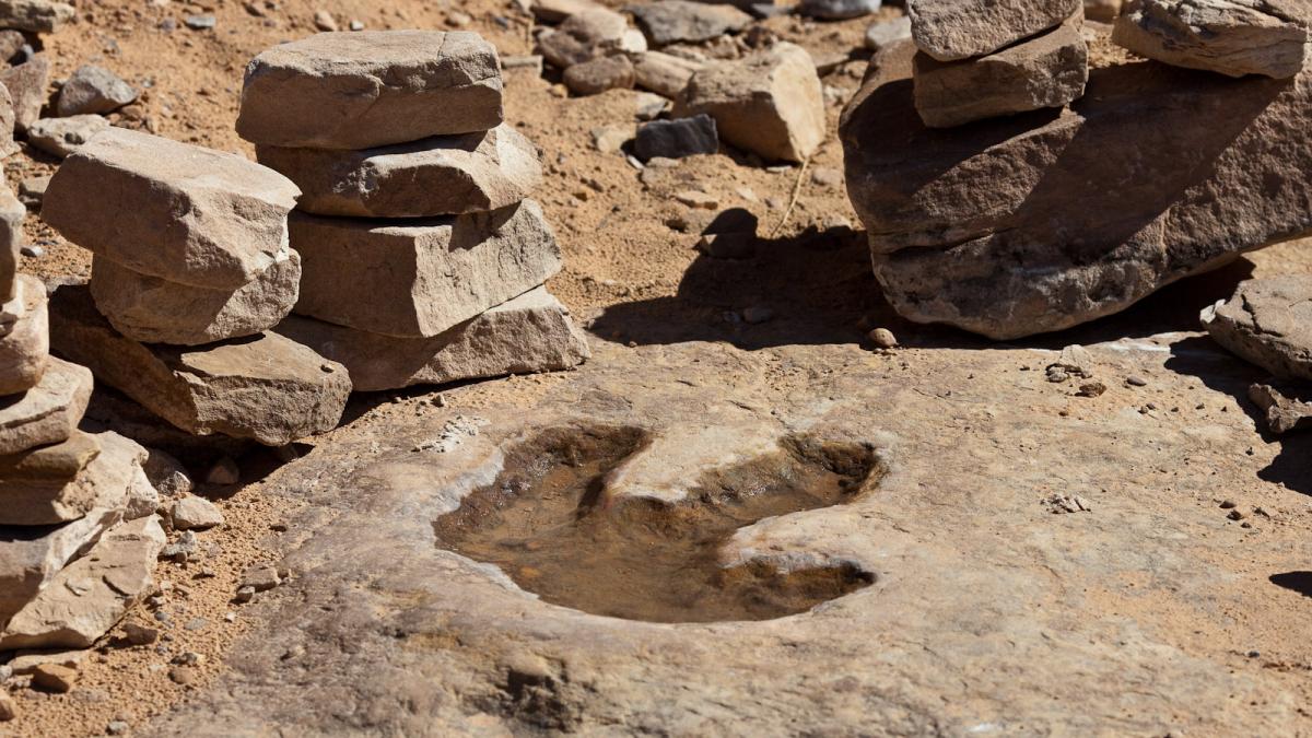 Argentina: A fost descoperită fosila unei noi specii de dinozaur ornitopod