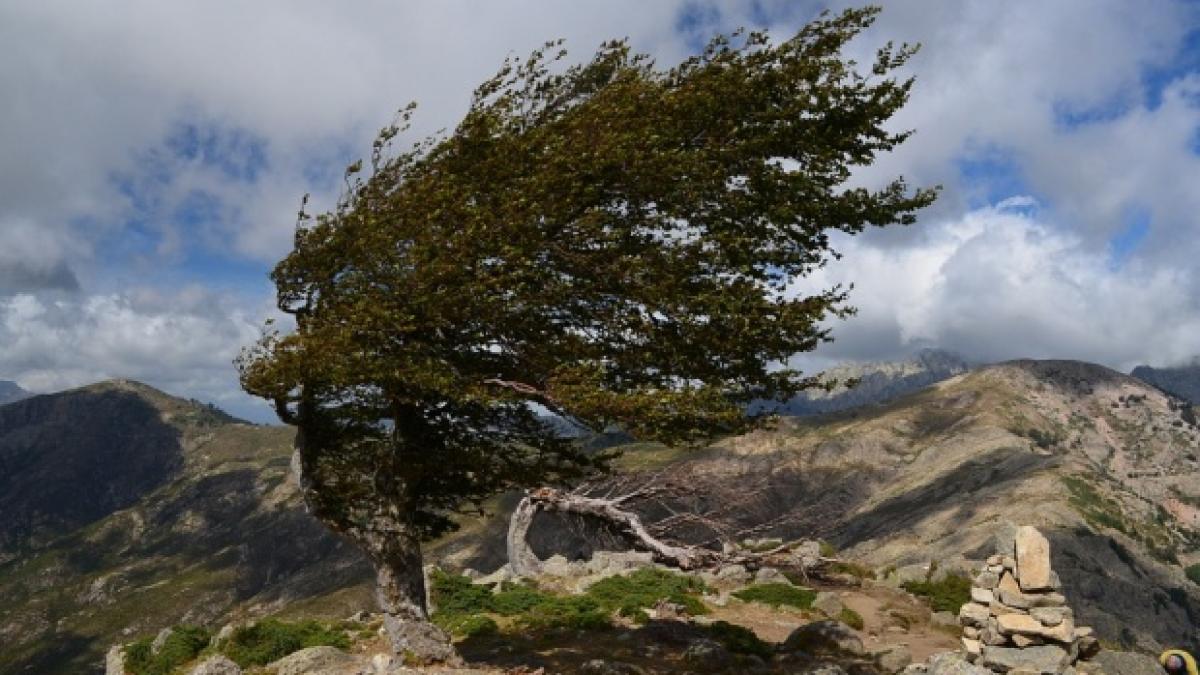 Intensificări ale vântului de până la 65 km/h în judeţe din Transilvania, luni după-amiaza