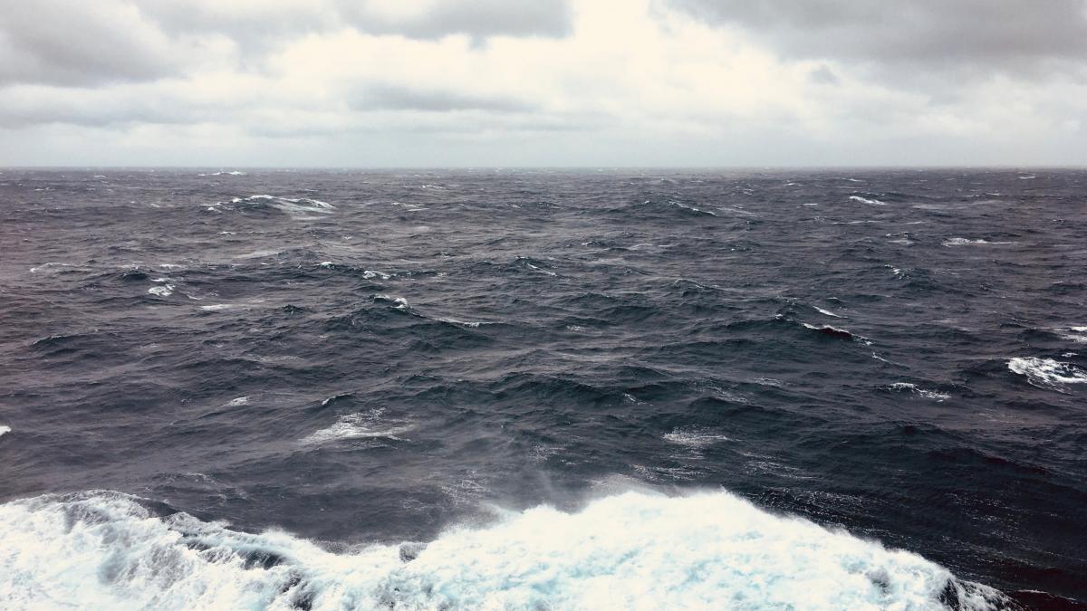 Fosilele unei balene patrupede, vechi de 42,6 milioane de ani, descoperite în Peru