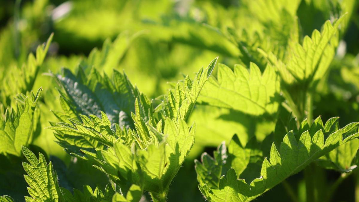 Beneficiile plantelor medicinale de primăvară
