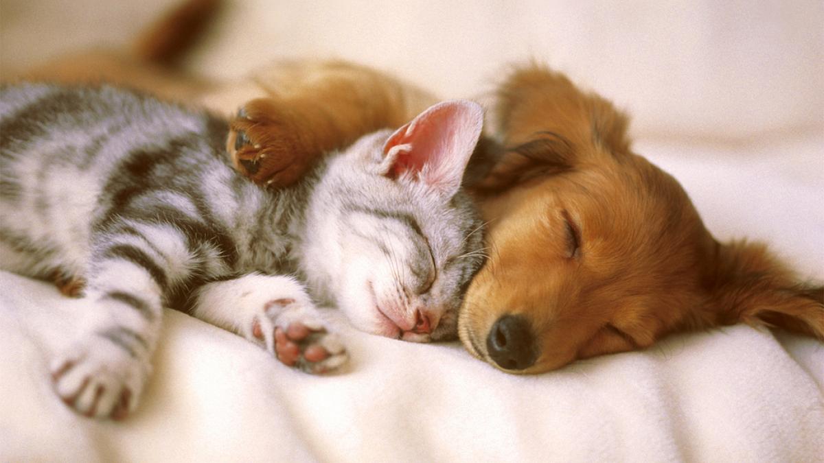 Preferinţa pentru câini ca animale de companie ar putea fi influenţată de ADN