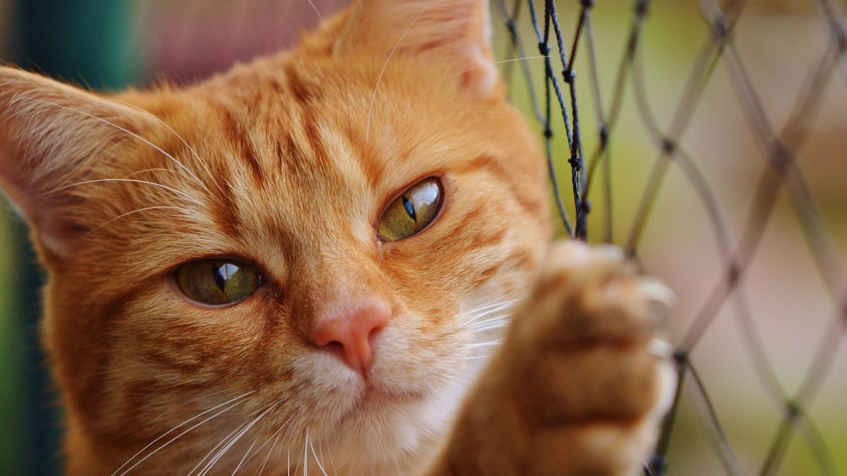 De ce este bine să ai un animal de companie