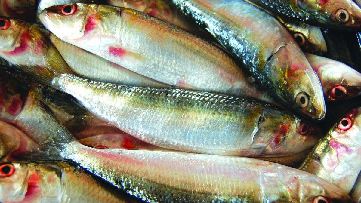 Constanţa: Fermă piscicolă prădată cu ajutorul paznicului; peste 140 de kilograme furate