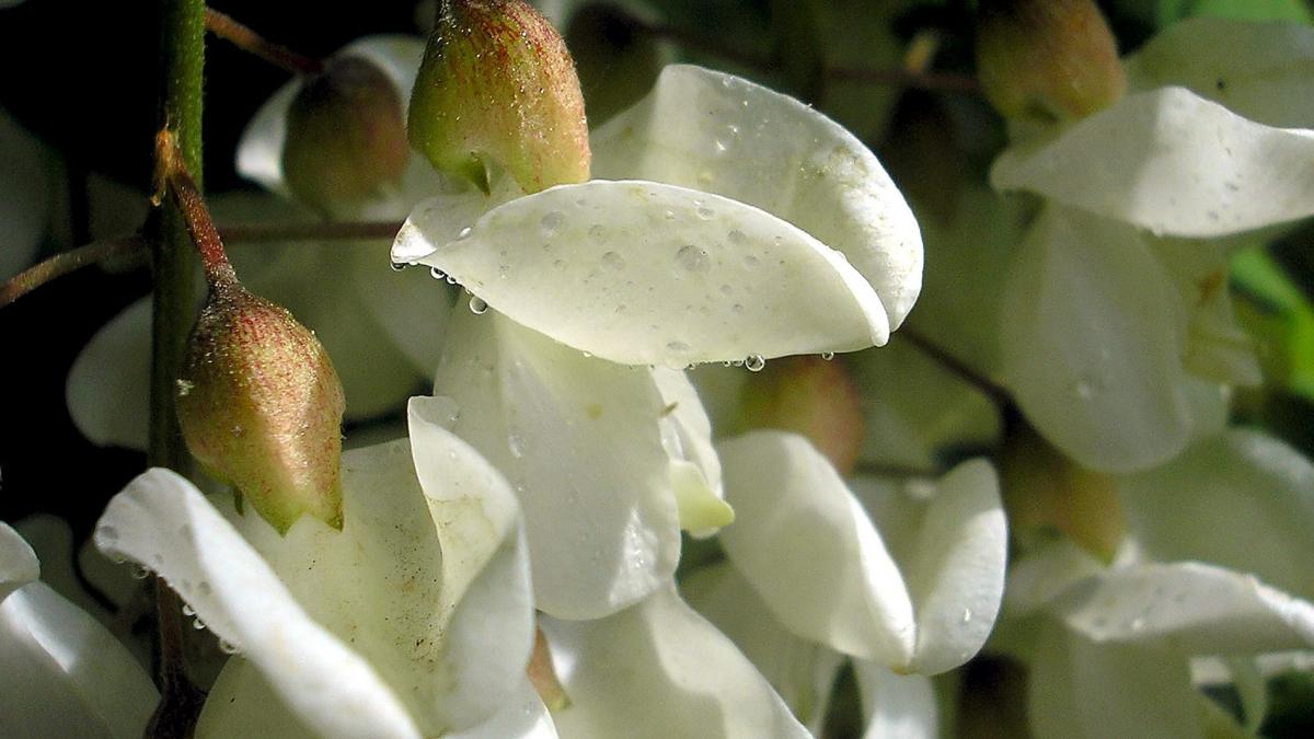 Beneficiile florilor de salcâm pentru organism