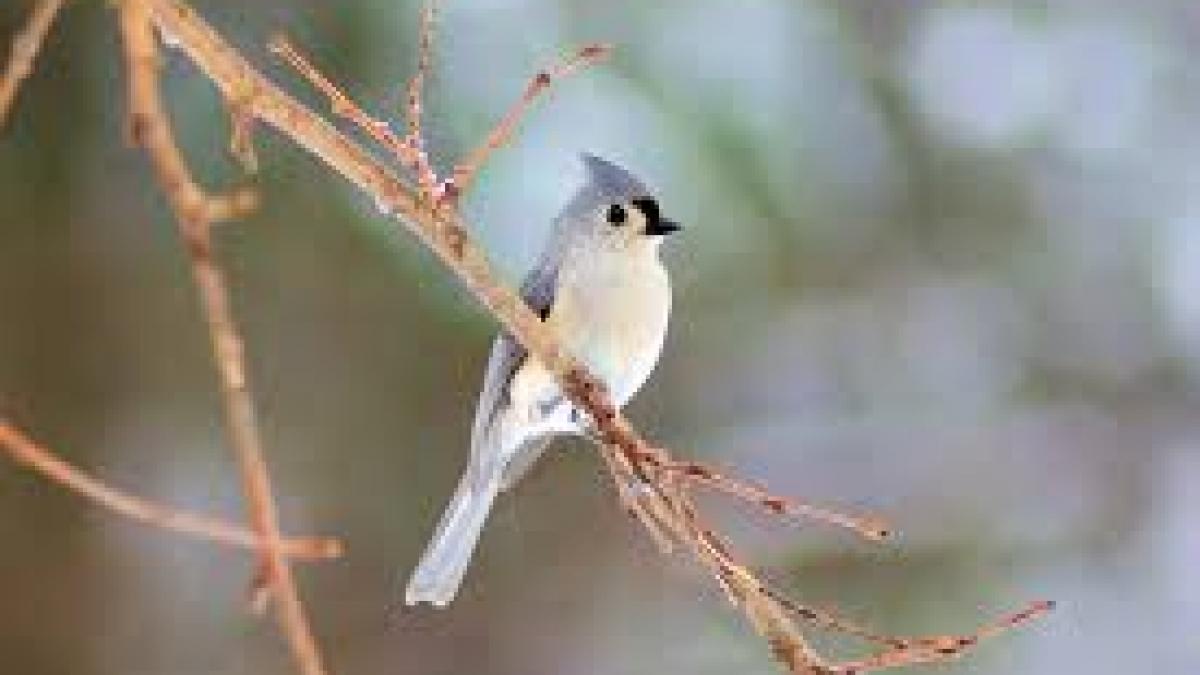 Noaptea Privighetorilor în Grădina Botanică – Eveniment inedit pentru copii, duminică în Capitală
