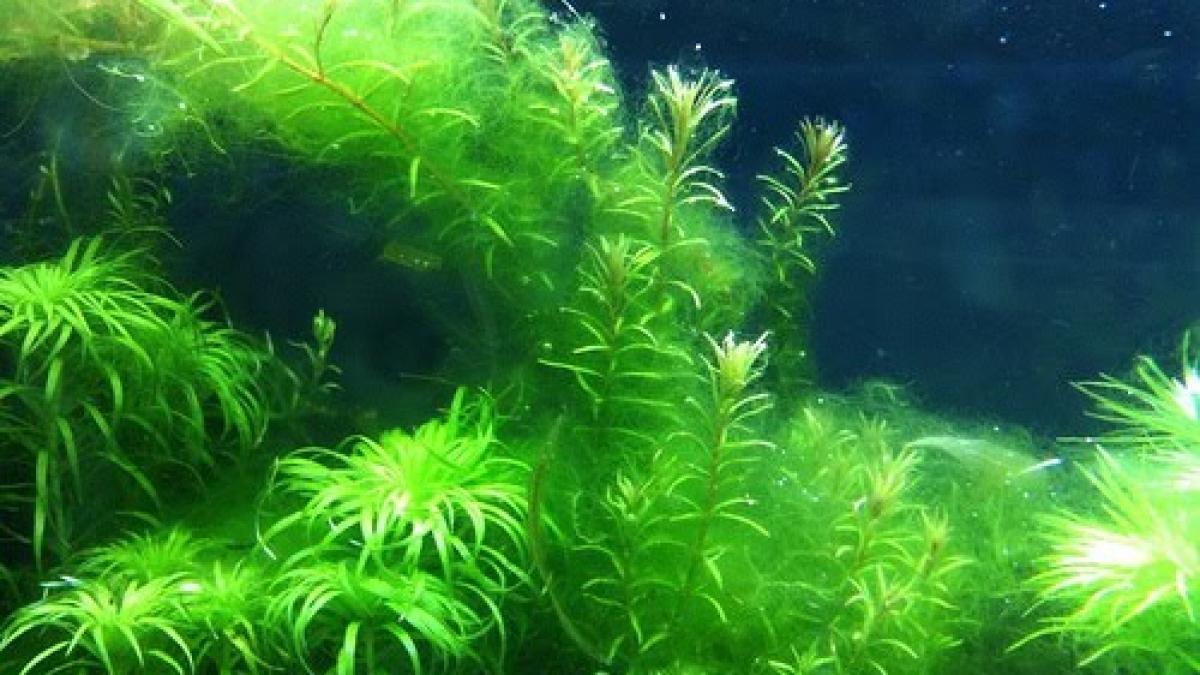 Algele supranumite "lacrimile albastre" din Marea Chinei de Est sunt foarte toxice