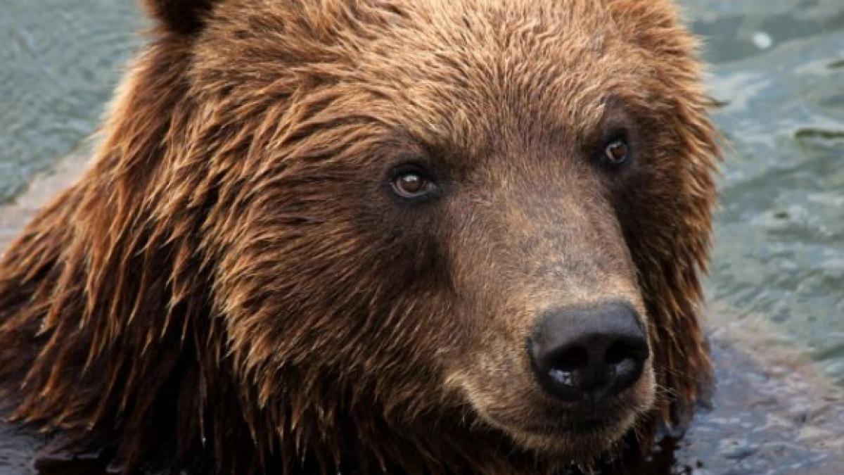 Panică în Călimăneşti după ce lângă Mănăstirea Turnu a fost observat un urs