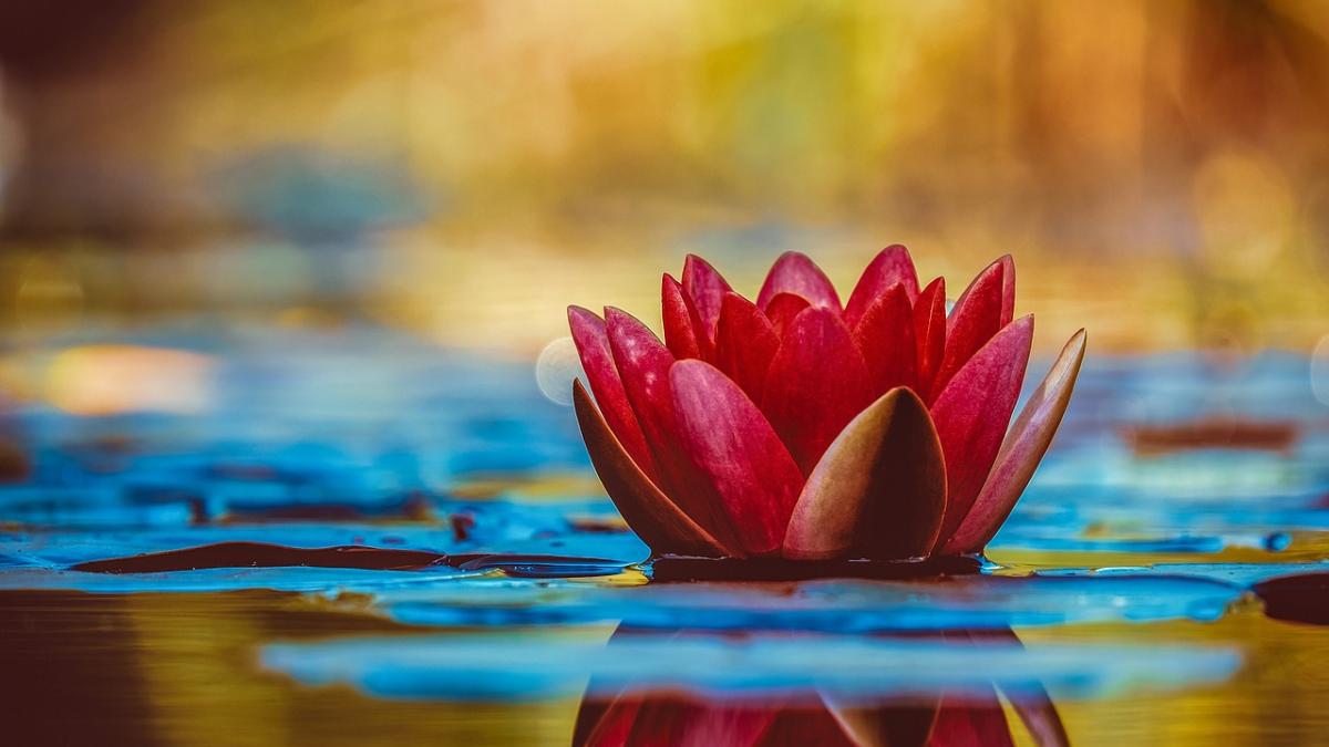 Horoscop 7 august. Racii nu prea mai au răbdare