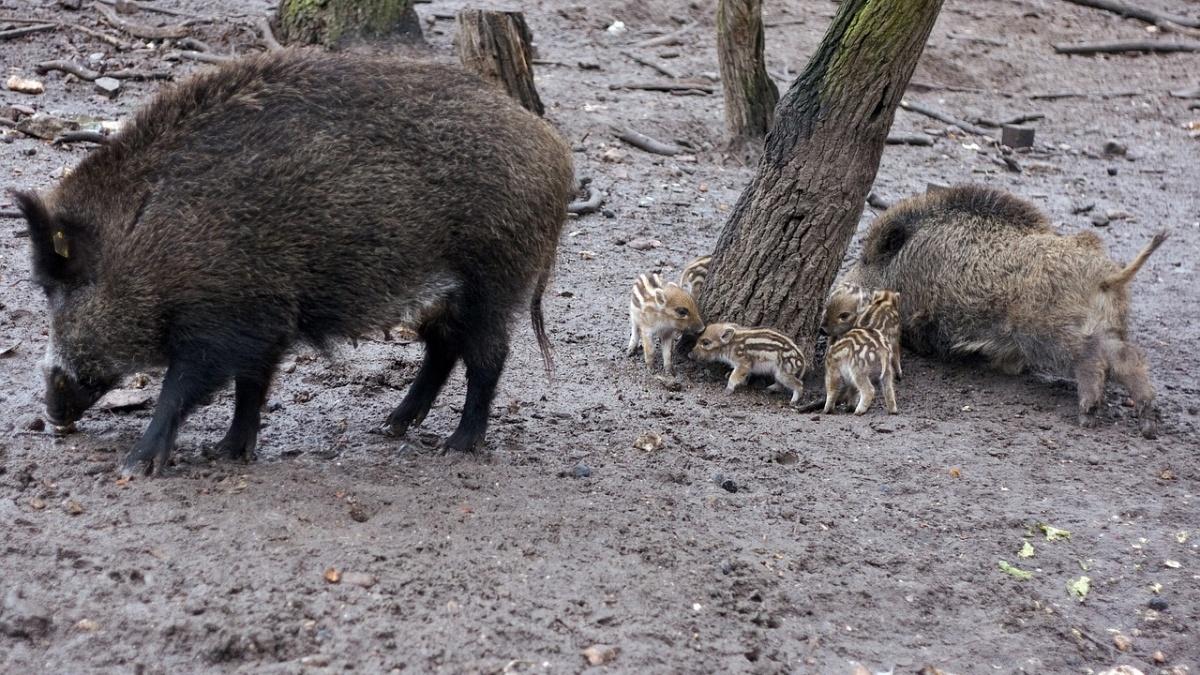 Alertă la Galaţi: Focar de pestă porcină africană la Grădina Zoologică