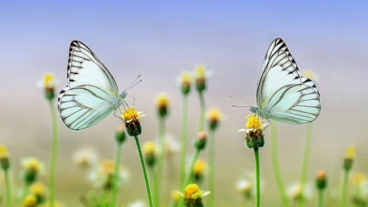 Cum va fi vremea în weekend: Meteorologii anunţă maxime de 35 de grade  