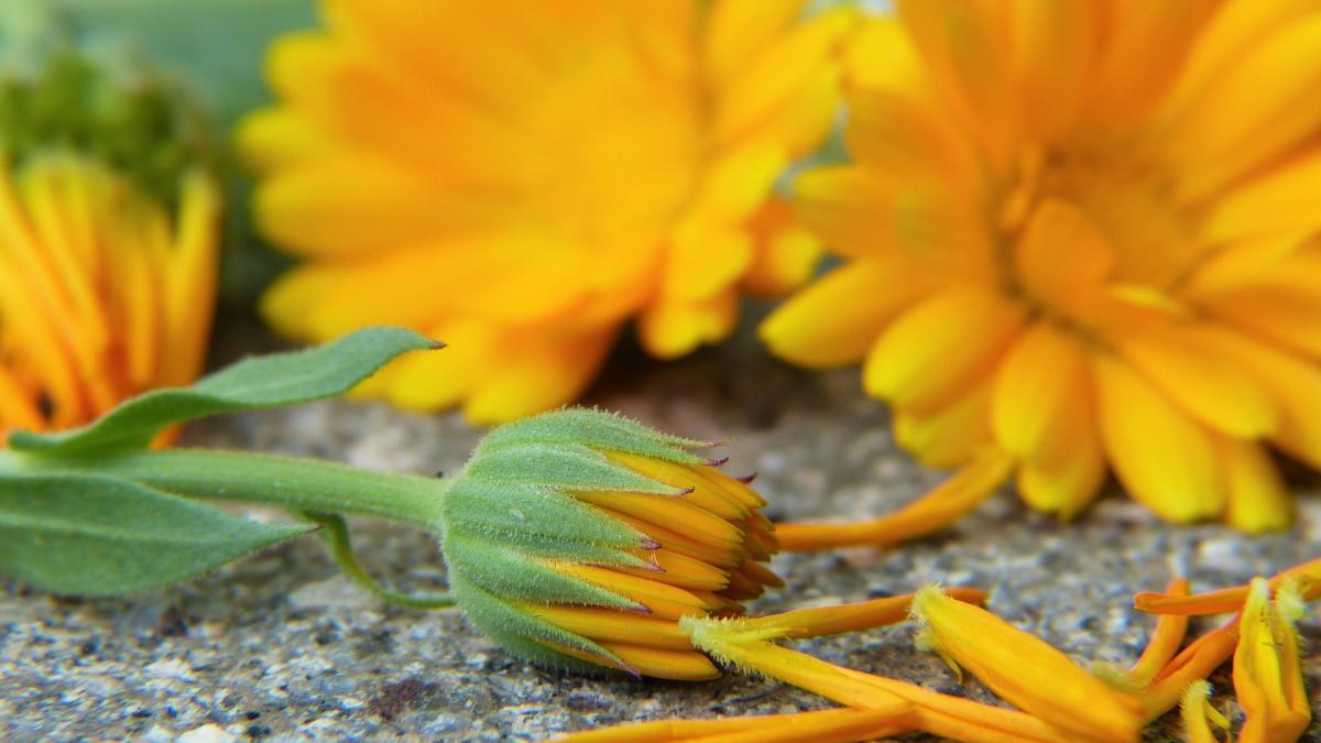 Cum recoltezi şi păstrezi plantele medicinale