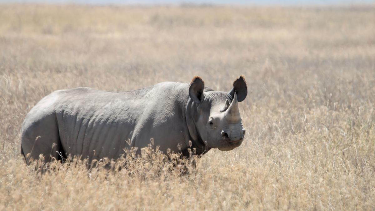 Braconajul rinocerilor din Africa de Sud, în scădere