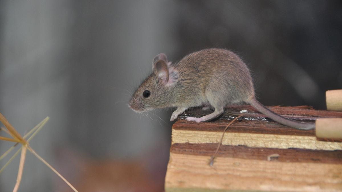 Ce Inseamna Cand Visezi Soareci Mici Glosar popular de vise: Ce înseamnă când visezi șoareci