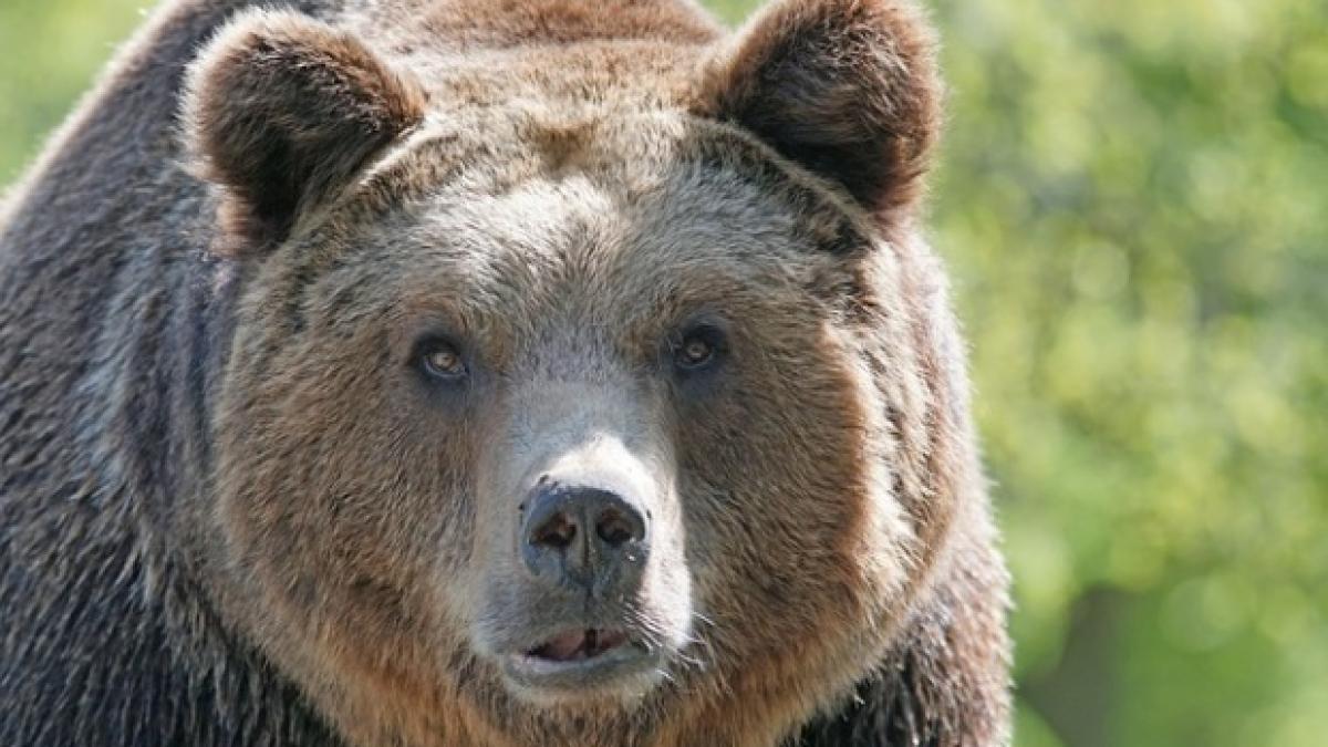 A fost semnalată prezenţa unui urs în Odorheiu Secuiesc. Localnicii, avertizaţi printr-un mesaj RO-ALERT