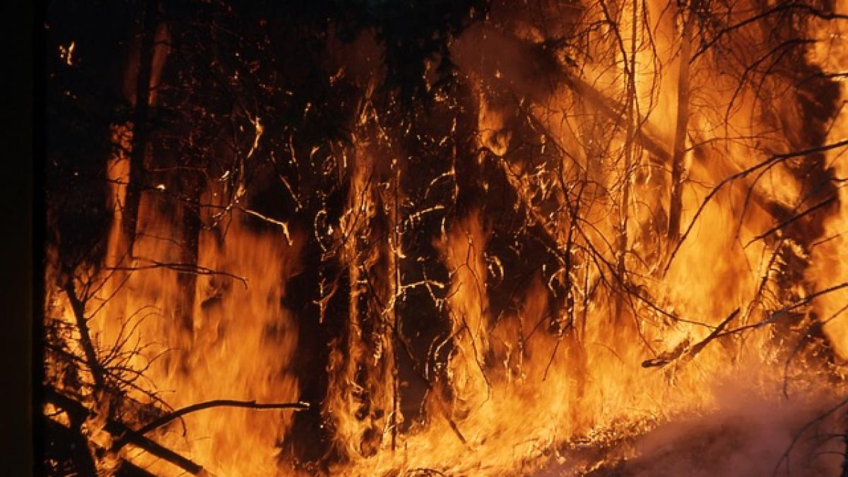 Trafic întrerupt pe prima bandă a autostrăzii A1 pe sensul spre Piteşti, din cauza unui incendiu de vegetaţie