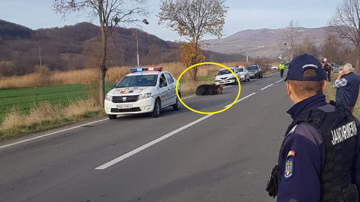 Un urs a fost lovit de o maşină la ieşirea din Praid. Animalul, lăsat să zacă în drum 18 ore. Prefectul județului Harghita a fost demis