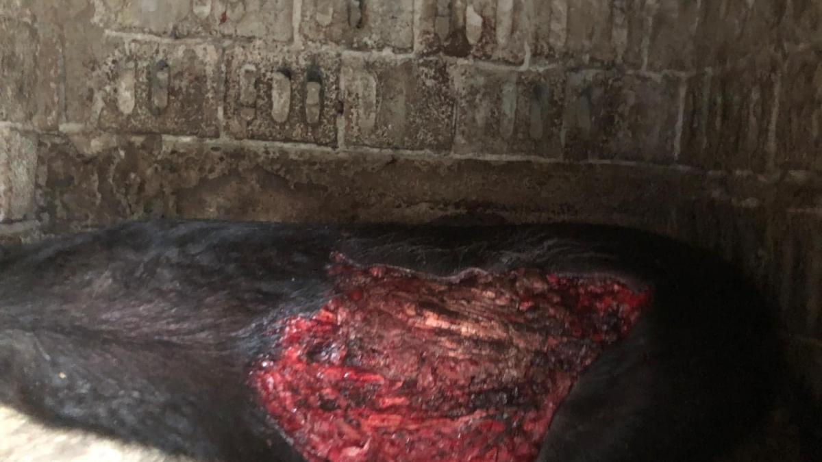 Urşii scot oamenii în stradă. „Noi trăim în teroare”