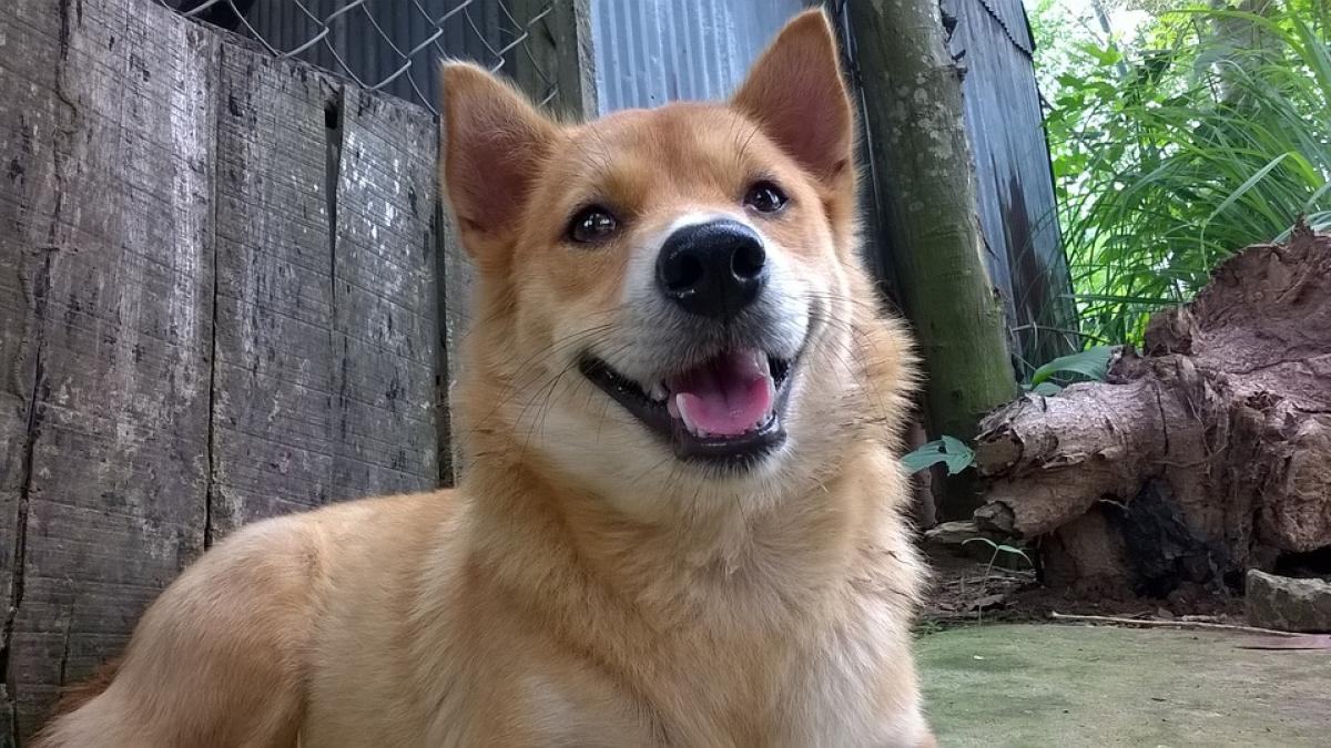Anii câineşti reprezintă un mit, iar câinii de doi ani sunt animale de vârstă mijlocie