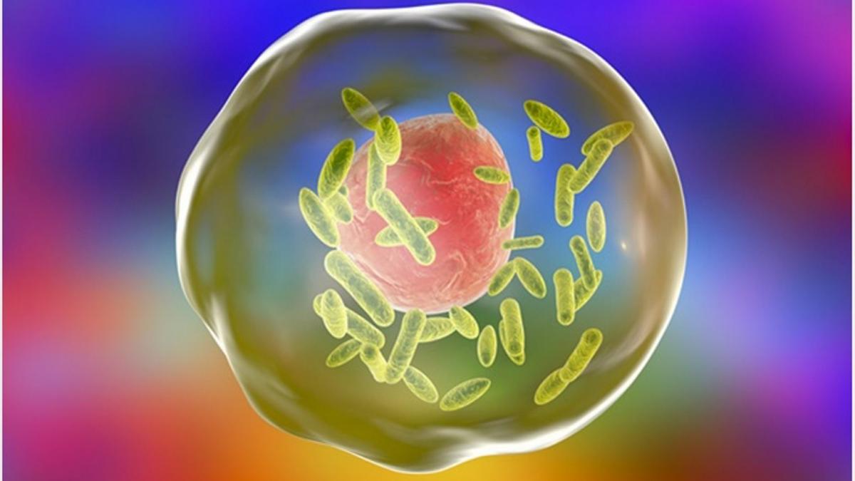 A fost creată bacteria care se hrănește doar cu dioxid de carbon