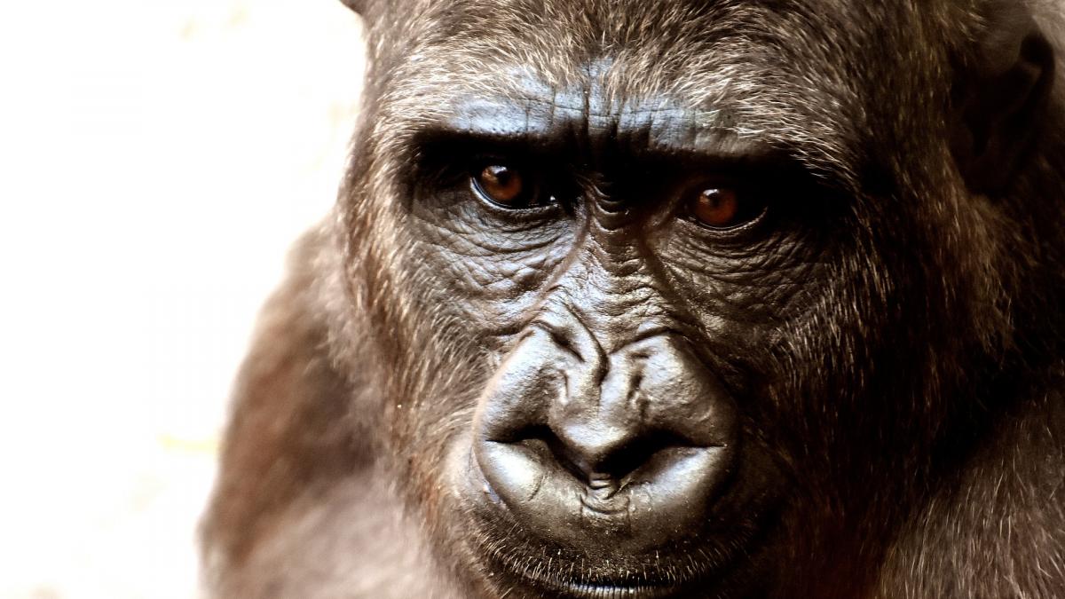 Incendiul de la grădina zoologică din Germania, declanşat de un lampion chinezesc lansat cu ocazia Anului Nou