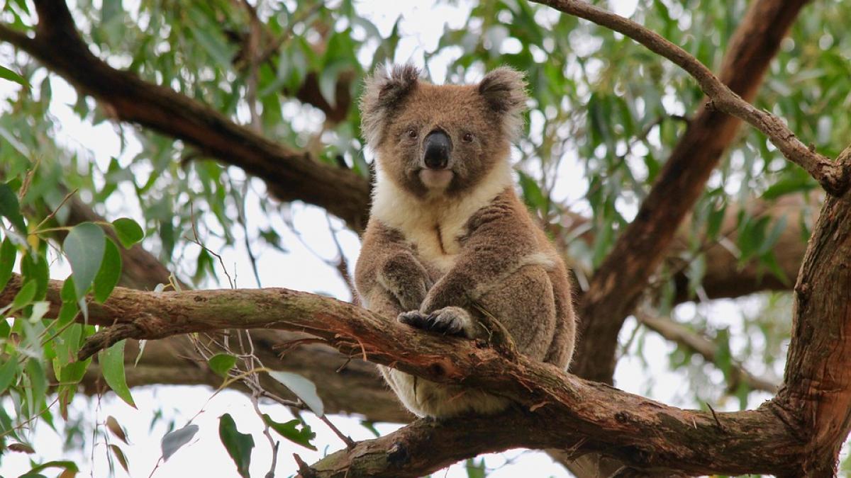 Australia: Fauna sălbatică ar putea avea nevoie de decenii pentru a-şi reveni după incendiile de vegetaţie