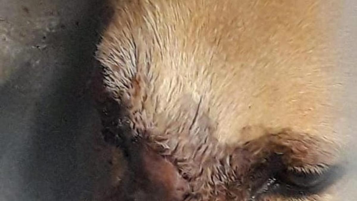 Satu Mare: maidaneza mutilată de petarde are o cerere de adopţie