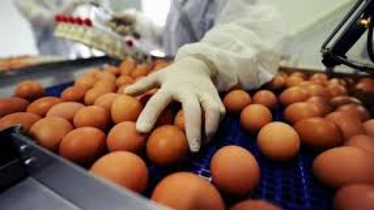 Din ce ţară importă România cele mai multe şi cele mai ieftine ouă