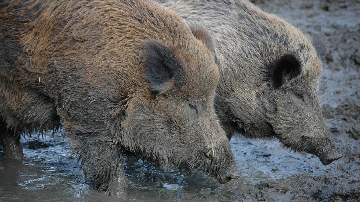 Hunedoara: Focar de pestă porcină africană, confirmat la un mistreţ