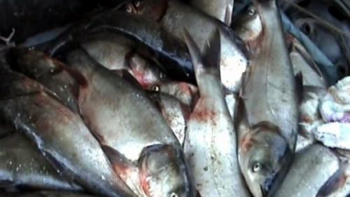 Peste 500 de kilograme de peşte confiscate la Tulcea