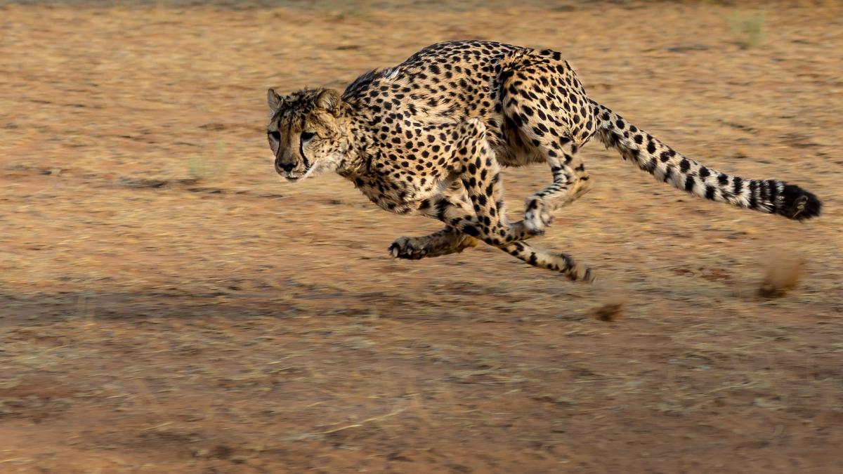 Curtea Supremă indiană a aprobat măsura reintroducerii gheparzilor