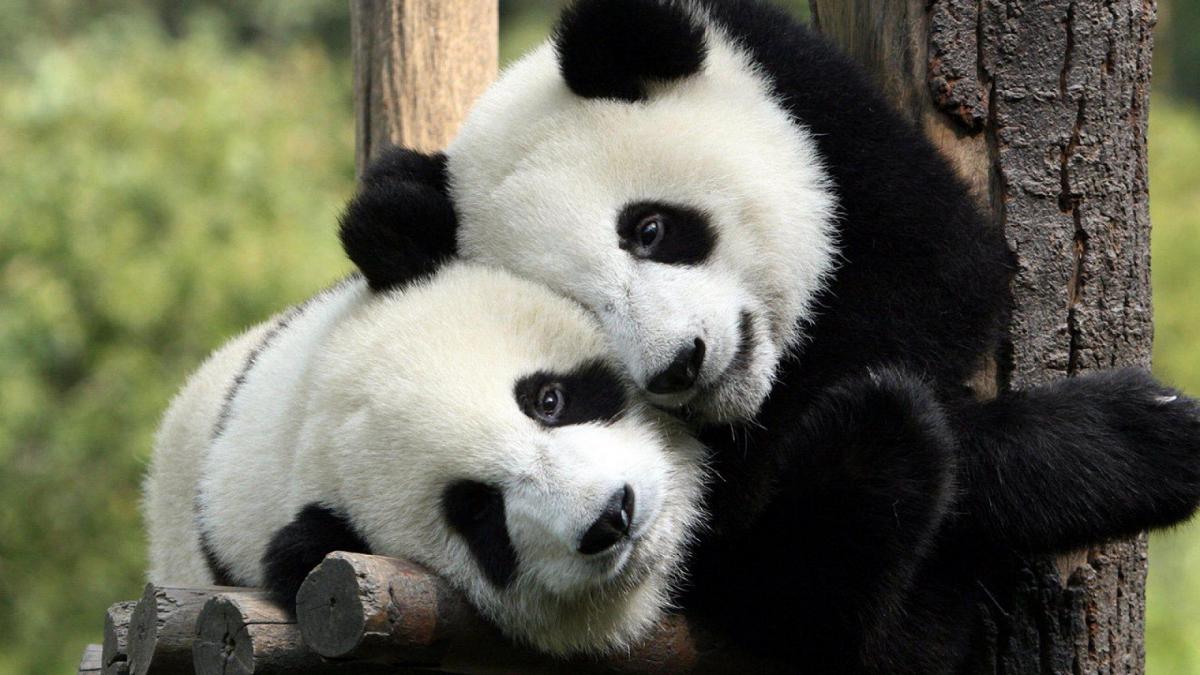 Primii pui de panda născuţi în Germania și-au făcut apariția în public