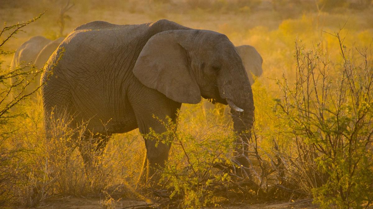 Un pui de elefant care suferă de albinism, salvat dintr-o capcană a braconierilor din Africa de Sud
