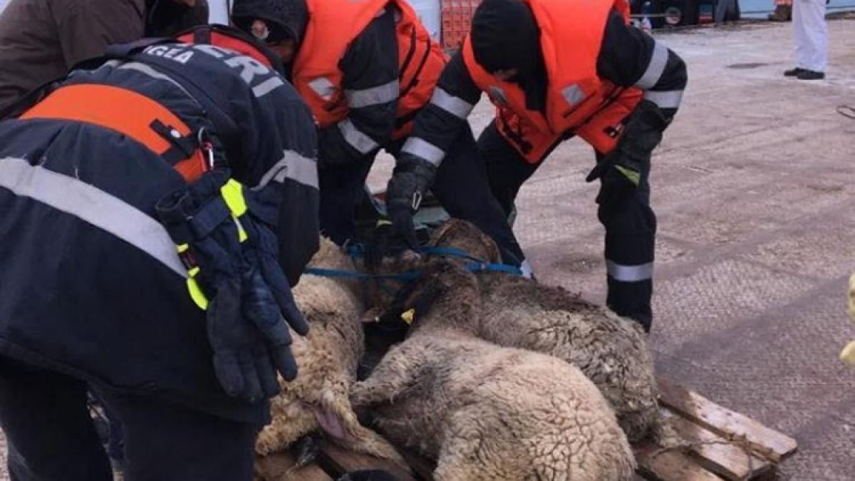 Un sfert din oile salvate de pe vas nu aveau crotalii