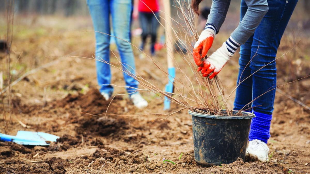 Copiii plantează şi pleacă în tabără