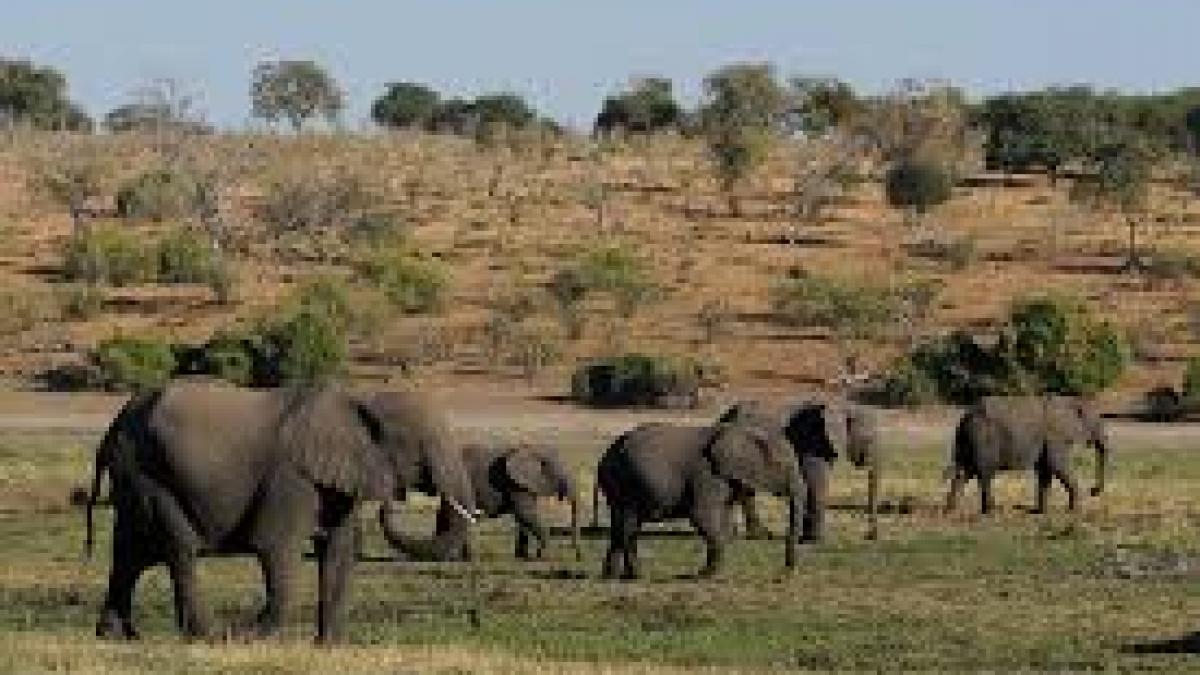  Botswana a vândut la licitaţie permise pentru vânătoarea de elefanţi la un preţ de 43.000 de dolari pe animal