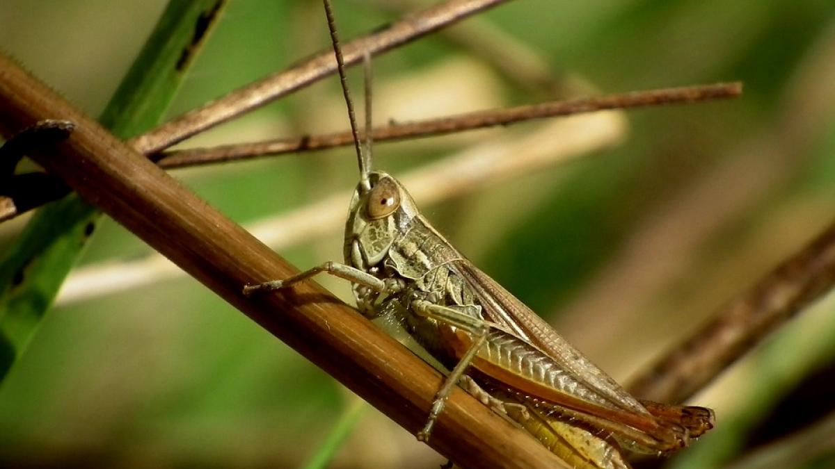Invazia lăcustelor: Insectele i-au lăsat pe africani fără mâncare