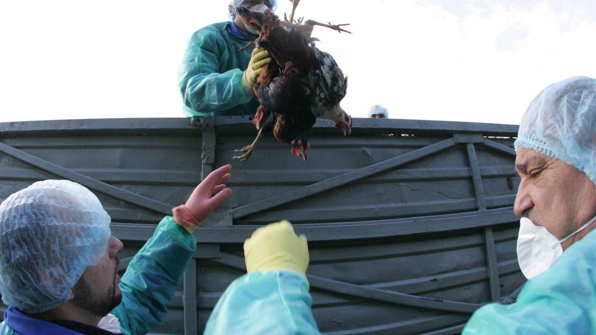 Gripa aviară descoperită la o fermă de rațe din sudul Bulgariei
