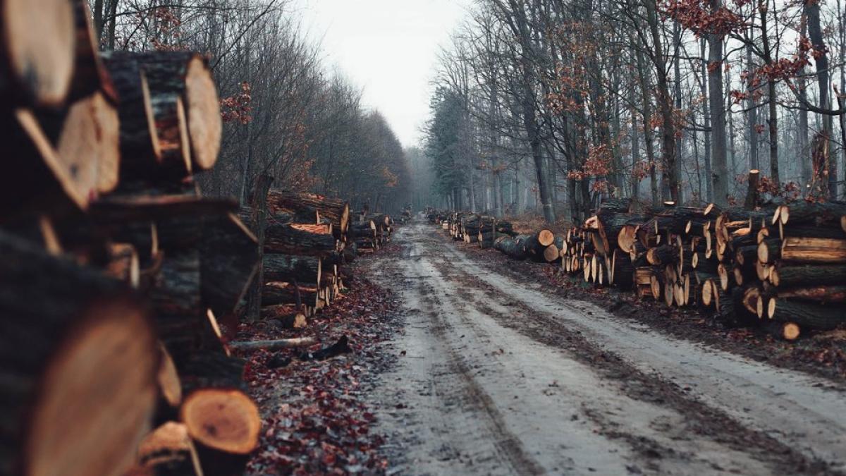 Sistemul de Urmărire a Materialelor Lemnoase, funcţional din 15 aprilie