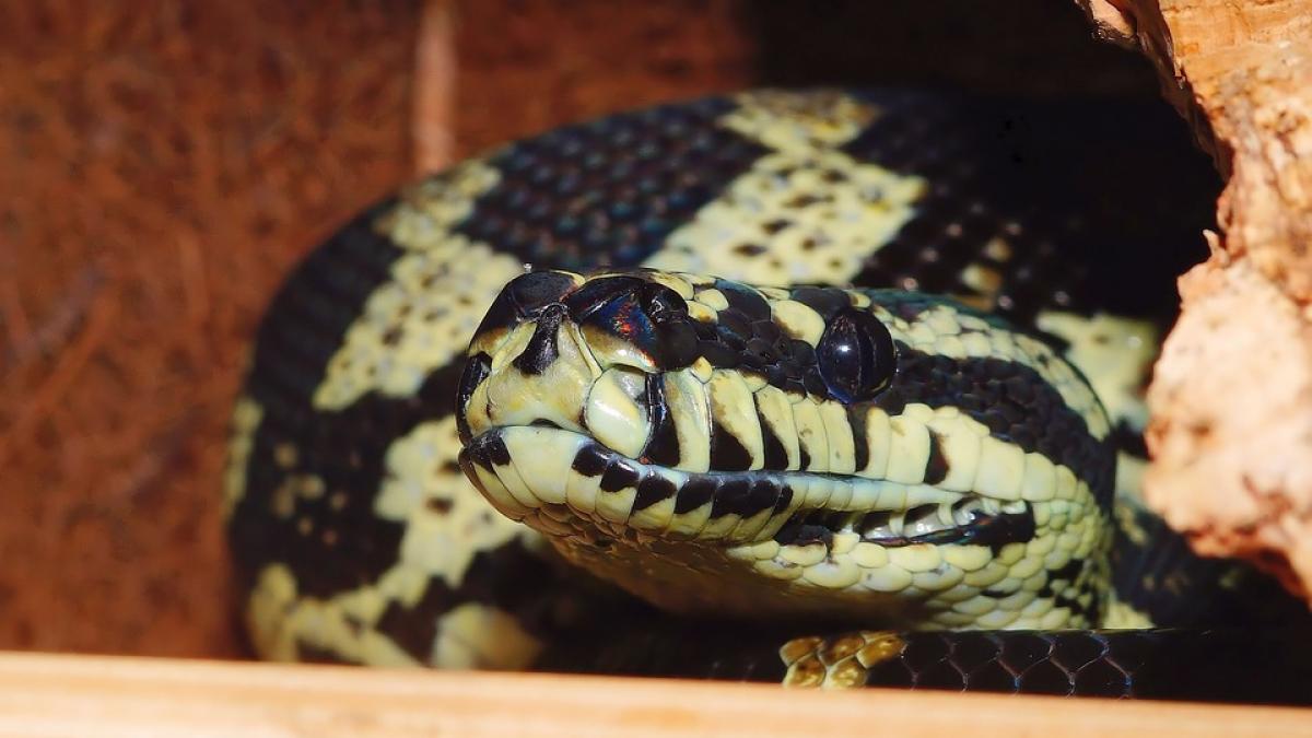 Operaţiune spectaculoasă de salvare a unui piton care înghiţise un prosop de plajă