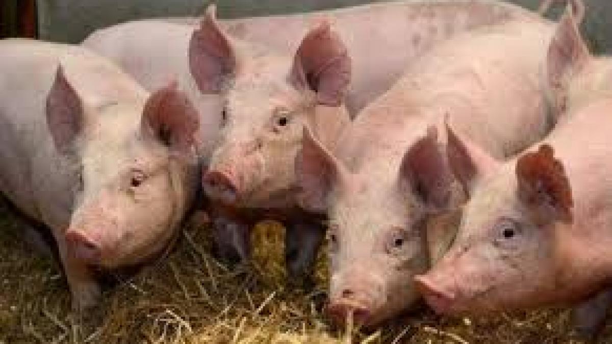Proiect: Porci crescuți doar în spații îngrădite